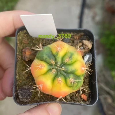 RareSucculent plant Gymnocalycium eurypleurum Variegated seedgrowth WYSIWYG