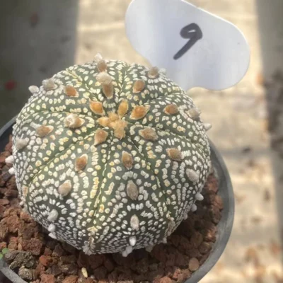 Astrophytum asterias var.super succulent plants Garden Décor Boutique WYSIWYG