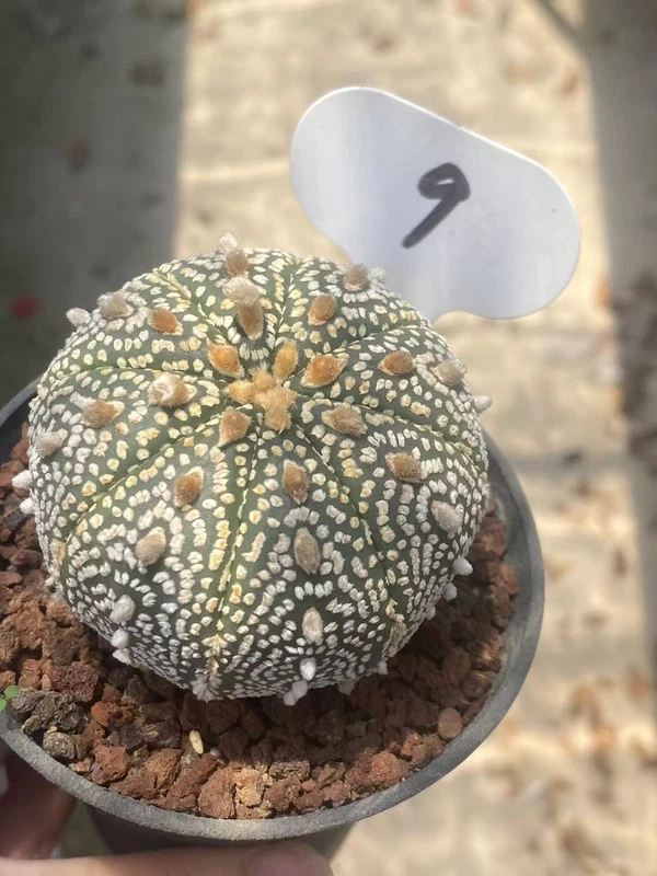 Astrophytum asterias var.super succulent plants Garden Décor Boutique WYSIWYG