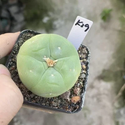 cactus Succulent Plant LF beautiful Home Garden seedgrowth WYSIWYG K29