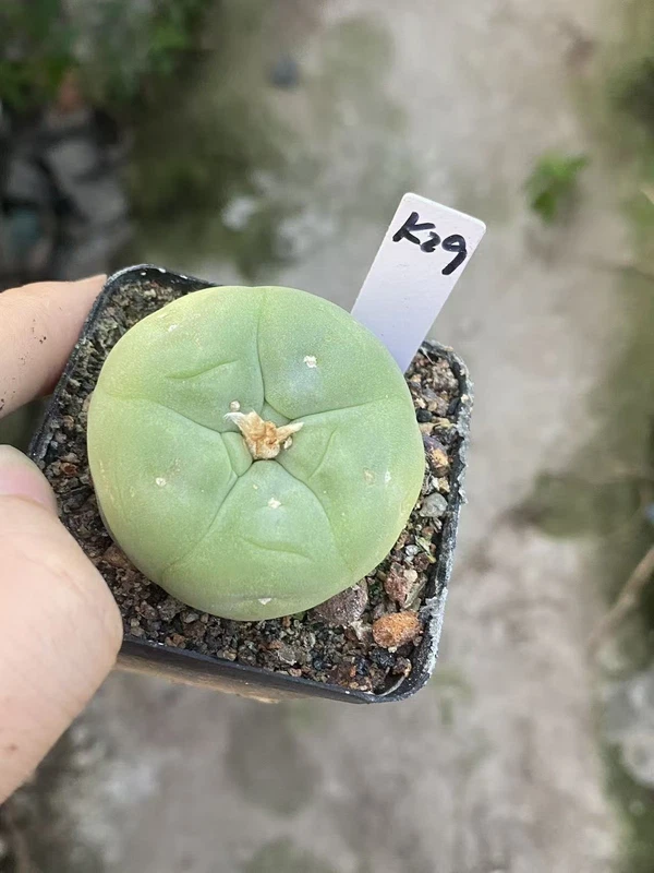 cactus Succulent Plant LF beautiful Home Garden seedgrowth WYSIWYG K29