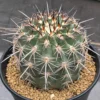 RareSucculent Plant Eriosyce islayensis Garden Décor Boutique 4-5CM