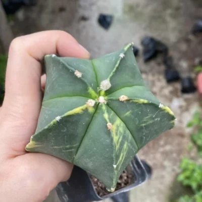 8.5CM Astrophytum myriostygma variegated Seedgrown WYSIWYG Garden Décor 035#