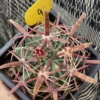 Ferocactus latispinus Devil's Tongue wide spine succulentCactus Plant WYSIWYG 9
