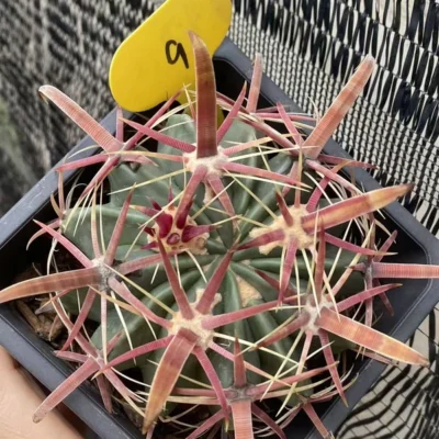 Ferocactus latispinus Devil's Tongue wide spine succulentCactus Plant WYSIWYG 9