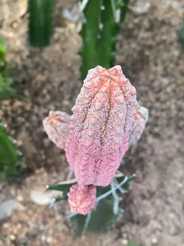 Multi Heads Succulent plant Euphorbia abdelkuri Balfour fil 'Variegata' WYSIWYG2