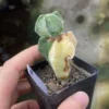 Astrophytum myriostygma variegated Seedgrown WYSIWYG T46