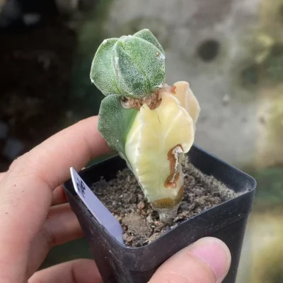 Astrophytum myriostygma variegated Seedgrown WYSIWYG T46