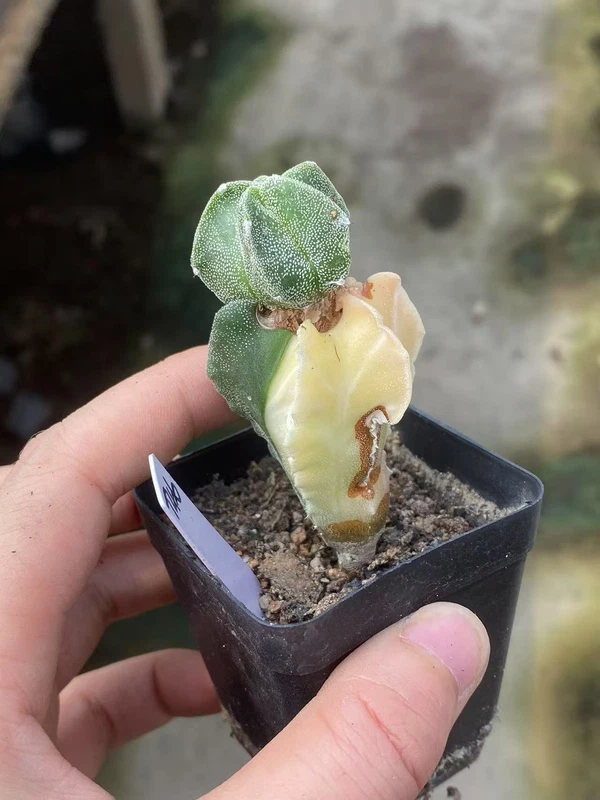 Astrophytum myriostygma variegated Seedgrown WYSIWYG T46