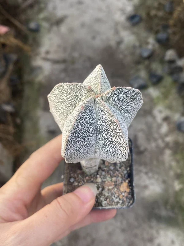 RareSucculent Plant astrophytum myriostigma onzuka WYSIWYG seedgrowth