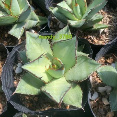 Agave titanota panda Cactus Succulent Plant home beautiful cacti 6-8cm