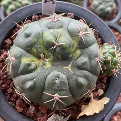 RareSucculent plant Gymnocalycium paraguayense Variegated seedgrowth WYSIWYG A