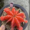 Gymnocalycium mihanovichii variegata Succulent plants Boutique Garden WYSIWYG069