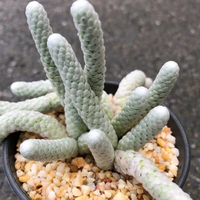 Multiple heads Succulent Plant Avonia albissima Garden beautiful Plants