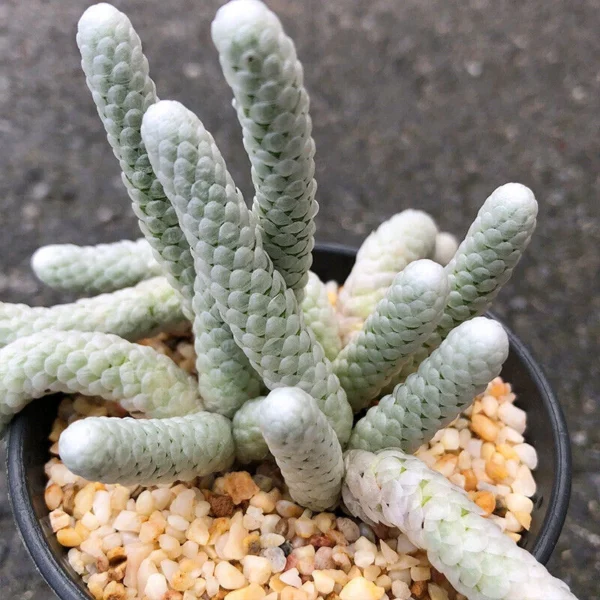 Multiple heads Succulent Plant Avonia albissima Garden beautiful Plants