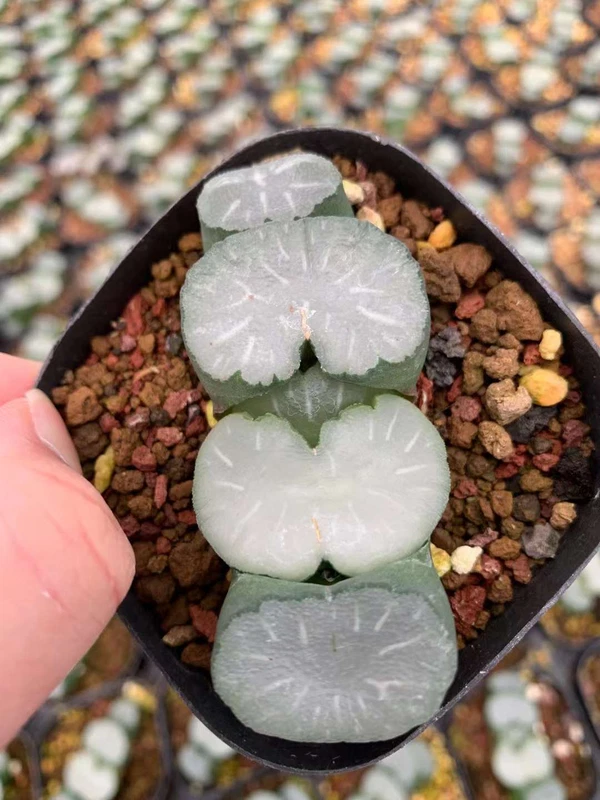 RareSucculent Plant Haworthia truncata 'Hakua' 4-6CM Garden Décor Boutiqu