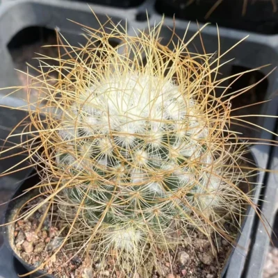 3PCS RareSucculent Plant Mammillaria OwnRoot Garden Decor Wholesale 3-4CM