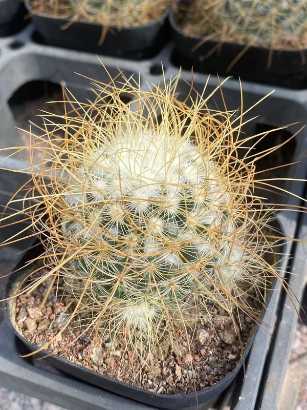 3PCS RareSucculent Plant Mammillaria OwnRoot Garden Decor Wholesale 3-4CM