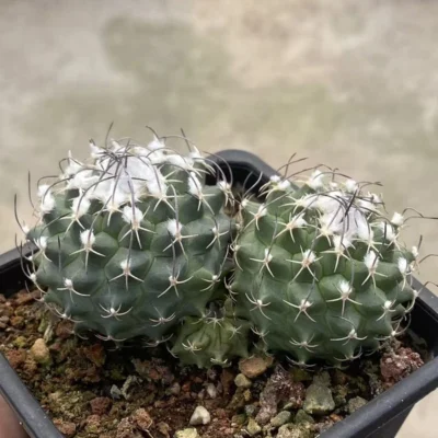 Multi Heads Turbinicarpus Succulent Plant seedgrowth WYSIWYG 10.28-3