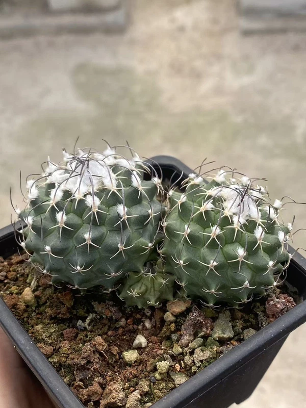 Multi Heads Turbinicarpus Succulent Plant seedgrowth WYSIWYG 10.28-3