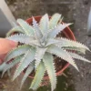 Dyckia platyphylla cactus Cacti Succulent real plant 10-12CM