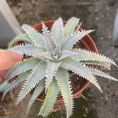 Dyckia platyphylla cactus Cacti Succulent real plant 10-12CM