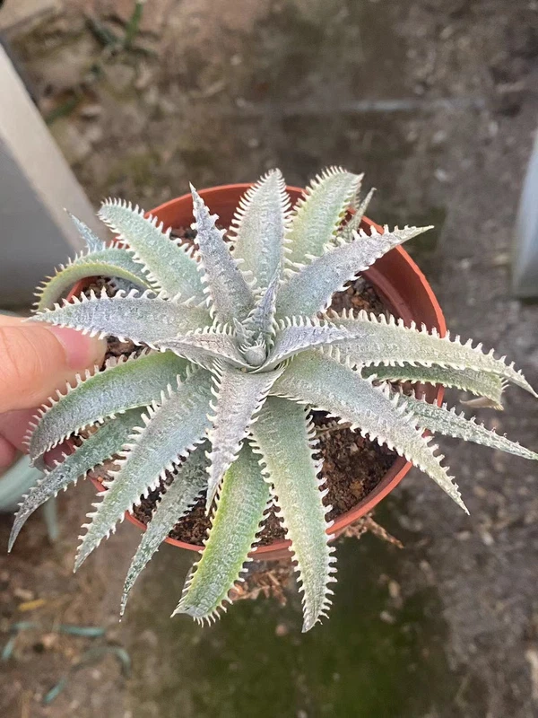 Dyckia platyphylla cactus Cacti Succulent real plant 10-12CM