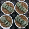 Haworthia truncatasu berecta Succulent plants potted Plants Home Bonsai