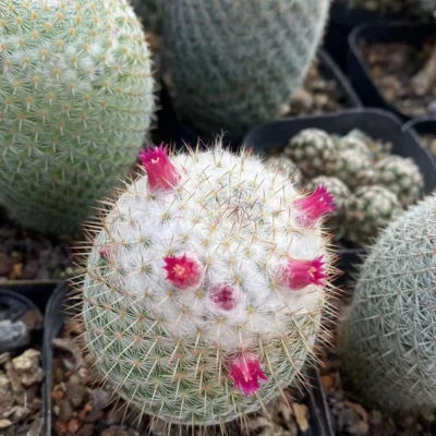 Mammillaria geminispina Haw. cactus Succulent plants Garden Plants ownroot