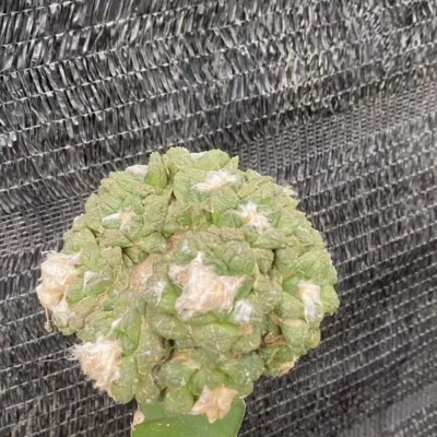 Multi Heads Ariocarpus retusus A·retusus CactusGrafted Succulentplant WYSIWYG#5