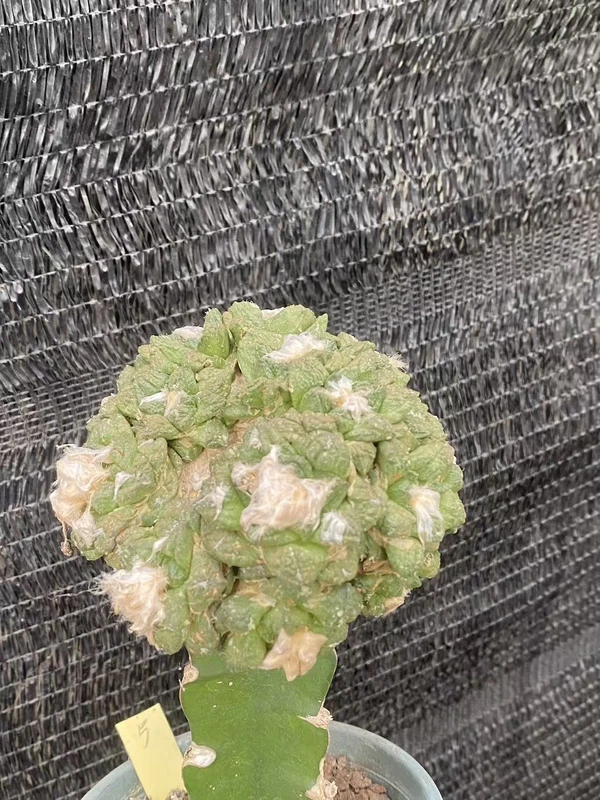 Multi Heads Ariocarpus retusus A·retusus CactusGrafted Succulentplant WYSIWYG#5