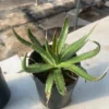 RareSucculent plant Agave horrida subsp. horrida Boutique Garden plants