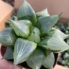 2PCS Succulent cactus Plant Haworthia comptoniana 'URAHANNYA',Liliaceae 7-9CM
