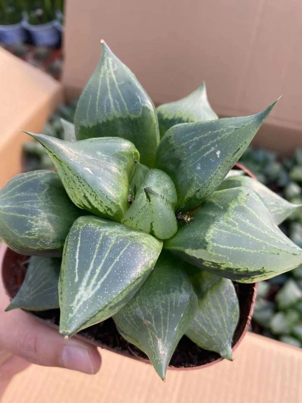 2PCS Succulent cactus Plant Haworthia comptoniana 'URAHANNYA',Liliaceae 7-9CM