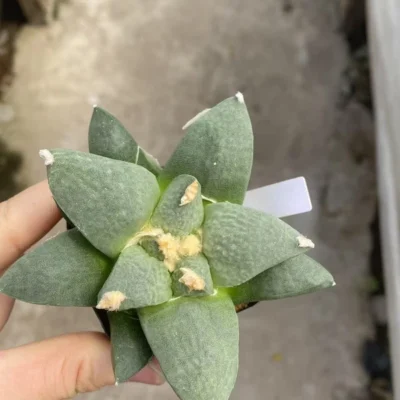 Rareplant Succulent Ariocarpus furfuraceus var. magnificus seedgrowth WYSIWYG 1