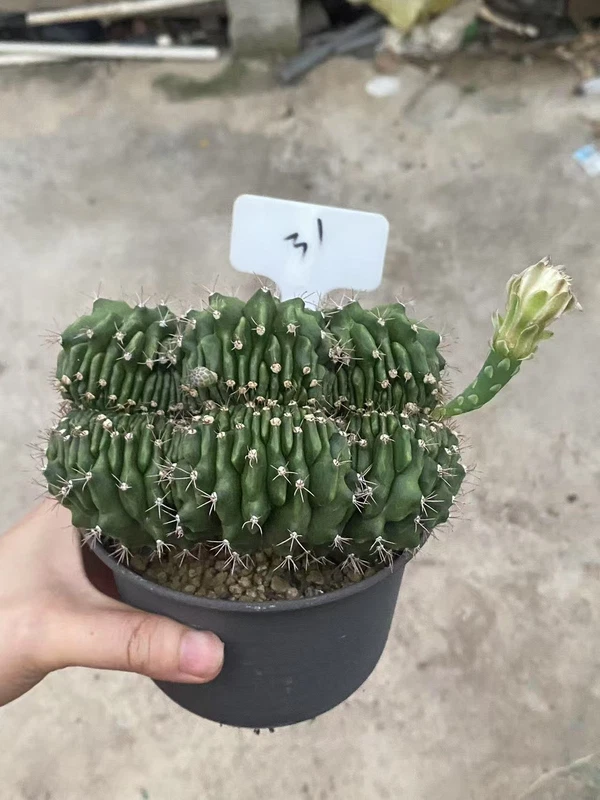 Gymnocalycium anisitsii Cristata cactus Succulent Home Bonsai WYSIWYG#31