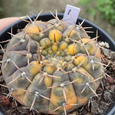 7.2CMRareSucculent Plant Gymnocalycium stellatum variegated WYSIWYG#1 seedgrowth