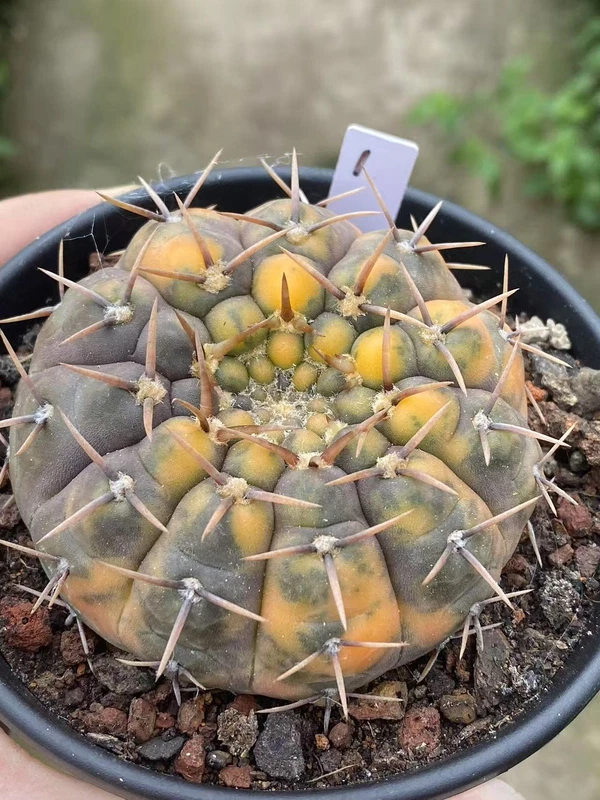 7.2CMRareSucculent Plant Gymnocalycium stellatum variegated WYSIWYG#1 seedgrowth