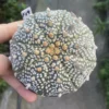 Succulent Cactus Plant Astrophytum Asterias seedgrowth Cactaceae WYSIWYG K19
