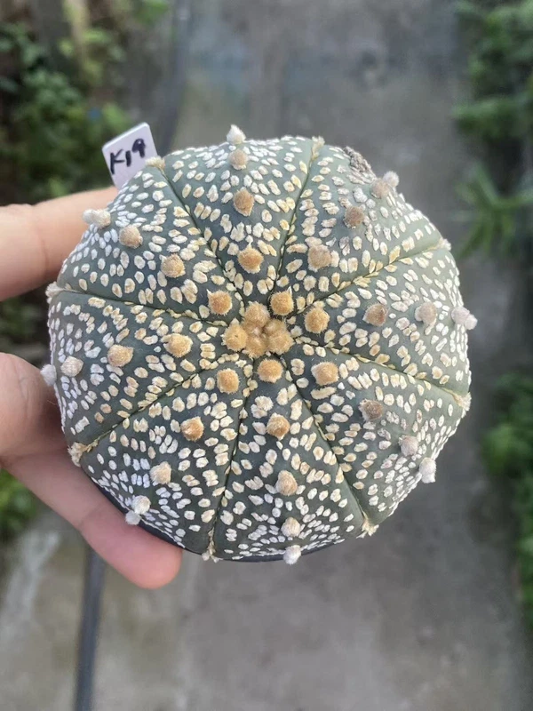 Succulent Cactus Plant Astrophytum Asterias seedgrowth Cactaceae WYSIWYG K19