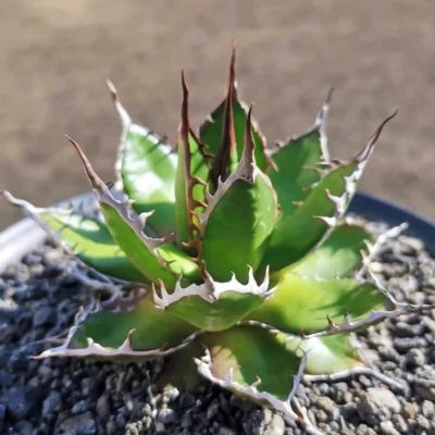 Succulent plants agave horrida Home Garden Bonsai decoration Plants 5-7cm