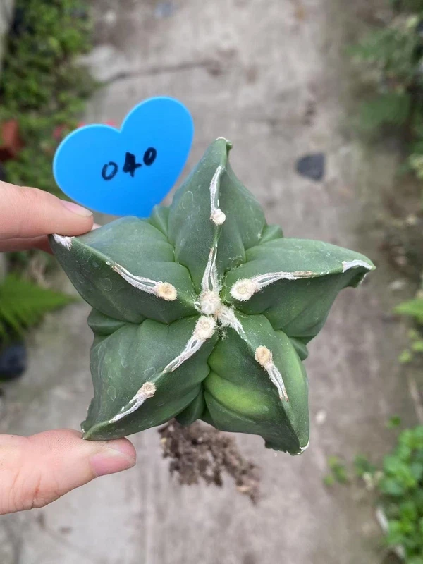 RareSucculent Plant Astrophytum Fukuryu seedgrowth Garden Décor WYSIWYG 040