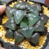3PCS Haworthia Hybrid Atrofusca Reverse plants potted Plants Home Garden Bonsai