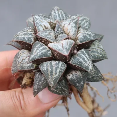 3PCS Succulent cactus Haworthia Splendens “Yuki Keshiki” Garden Décor Boutique