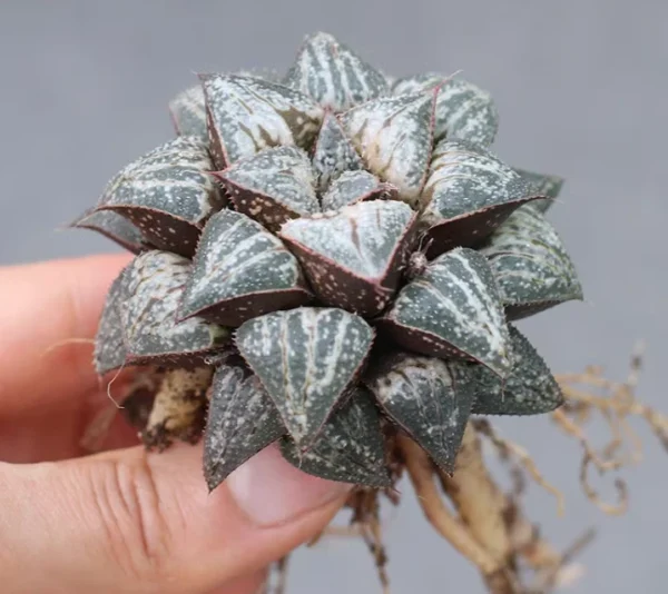 3PCS Succulent cactus Haworthia Splendens “Yuki Keshiki” Garden Décor Boutique