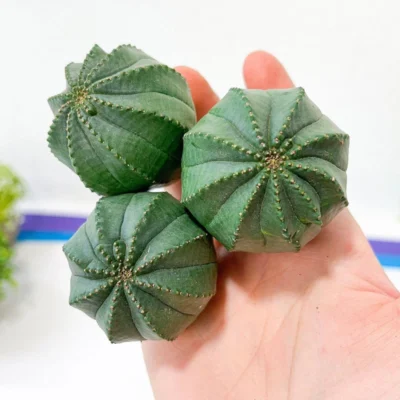 2PCS Euphorbia Obesa Baseball Cactus Imported Plants 3-4CM