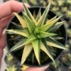 Haworthia Ivory Tower Yellow Variegata Succulent Plant Beautiful Plant4-5CM