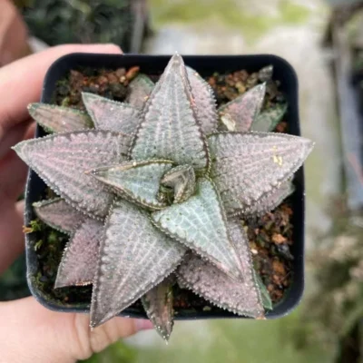 Haworthia Hybrid Succulent Plant Home Garden Beautiful Plant 5-7CM
