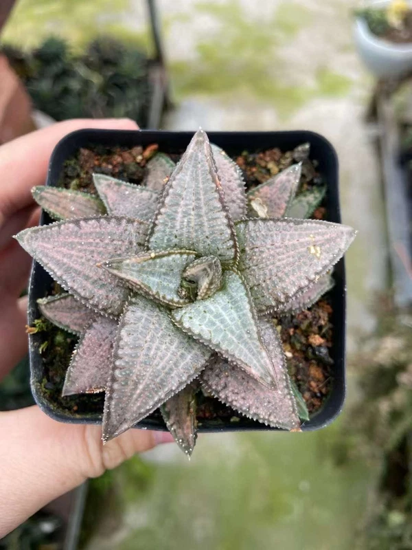 Haworthia Hybrid Succulent Plant Home Garden Beautiful Plant 5-7CM