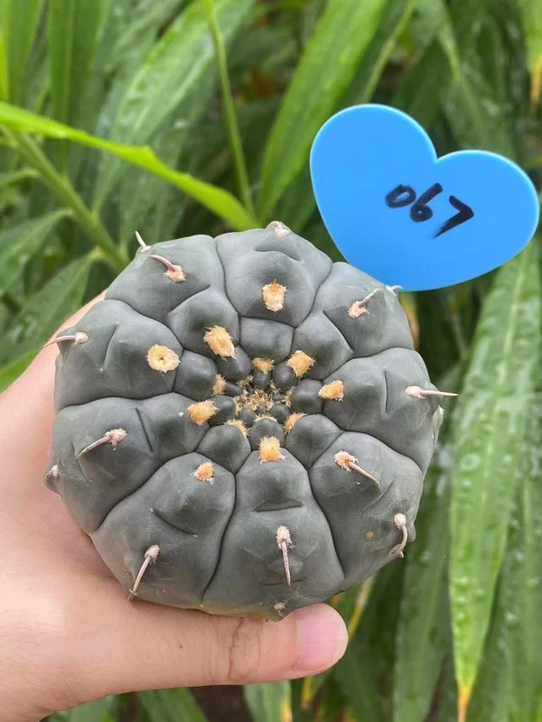 Succulents cactus Plants Gymnocalycium vatteri Beautiful Cactus Garden WYSIWYG